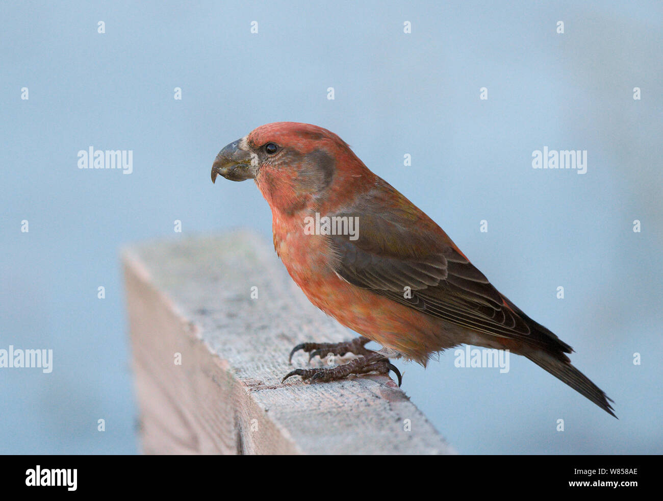 Parrot Crossbill (Loxia pytyopsittacus) maschio, Uto, Finlandia, settembre Foto Stock