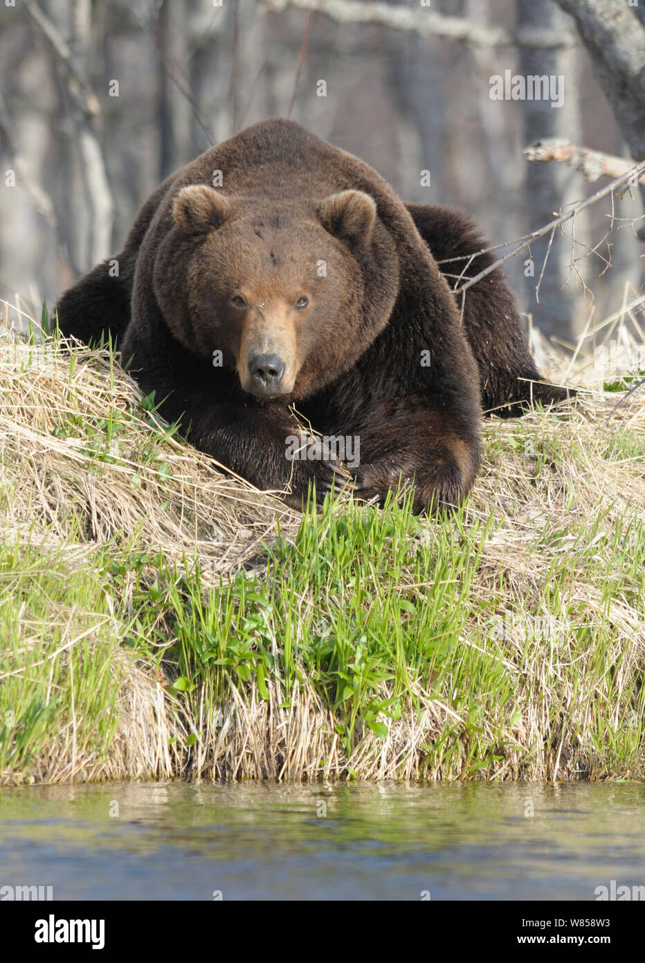 Grande maschio Kamchatka l'orso bruno (Ursus arctos beringianus) giacente sulla riva del fiume. Kronotsky Zapovednik Riserva Naturale, penisola di Kamchatka, Estremo Oriente Russo, maggio. Foto Stock