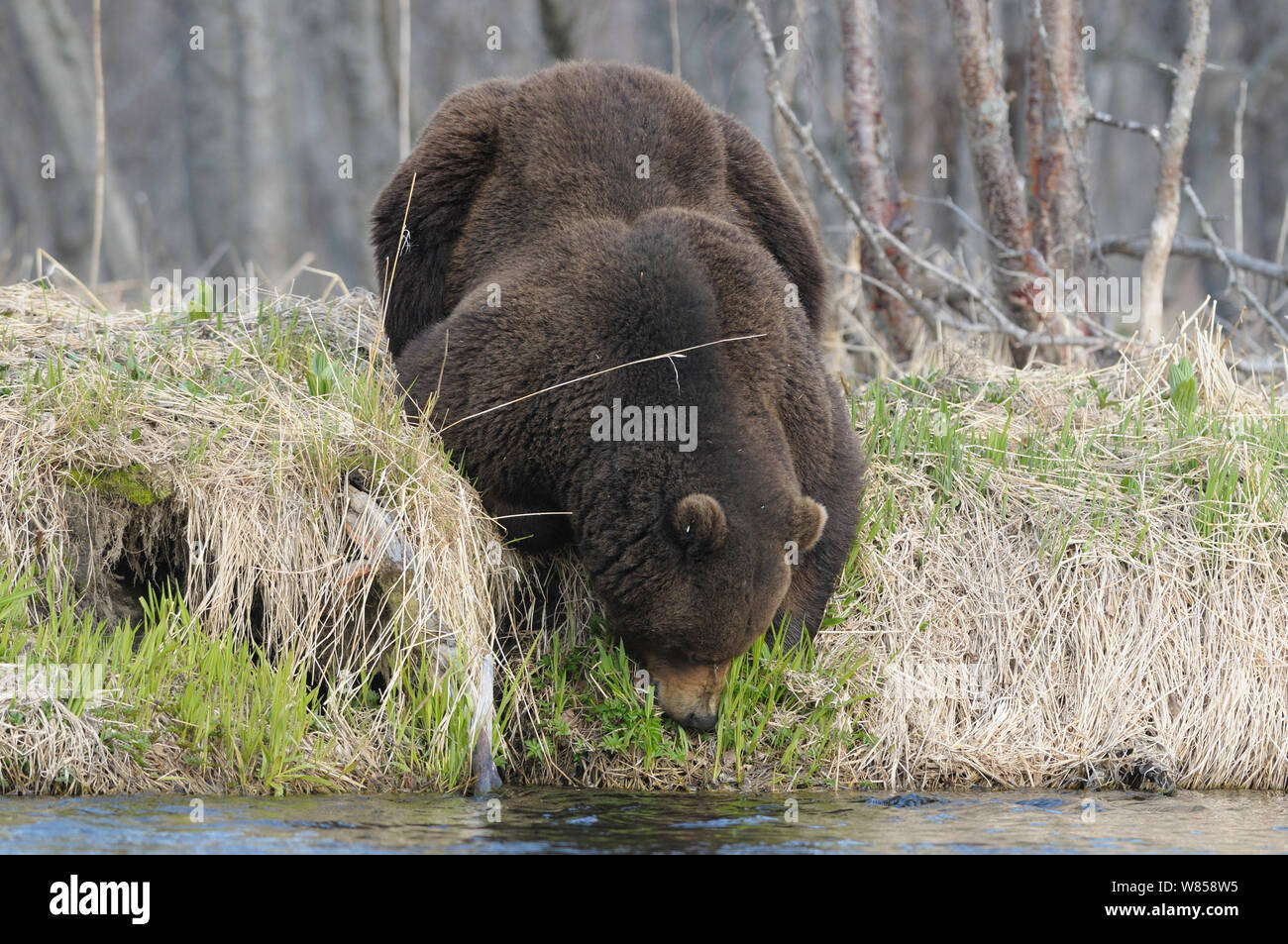Grande maschio Kamchatka l'orso bruno (Ursus arctos beringianus) esaminando la riflessione da parte di banca di fiume. Kronotsky Zapovednik Riserva Naturale, penisola di Kamchatka, Estremo Oriente Russo, maggio. Foto Stock