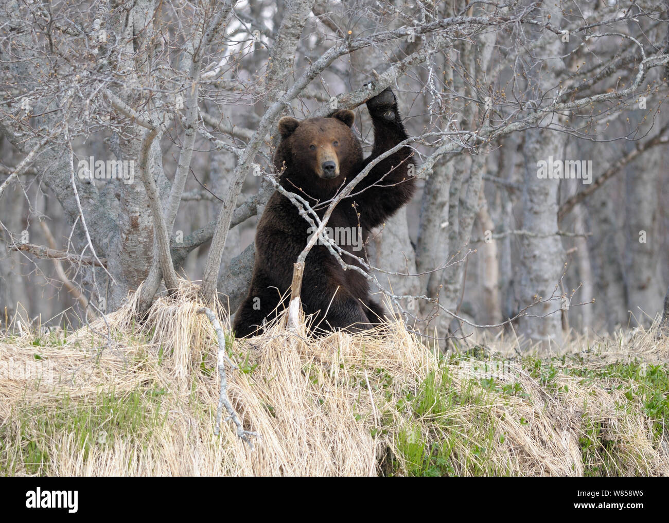 La Kamchatka l'orso bruno (Ursus arctos beringianus) il comportamento di marcatura. Sfregamento fianchi su alberi lascia il segno di profumo di dichiarare il territorio. Kronotsky Zapovednik Riserva Naturale, penisola di Kamchatka, Estremo Oriente Russo, Settembre. Foto Stock
