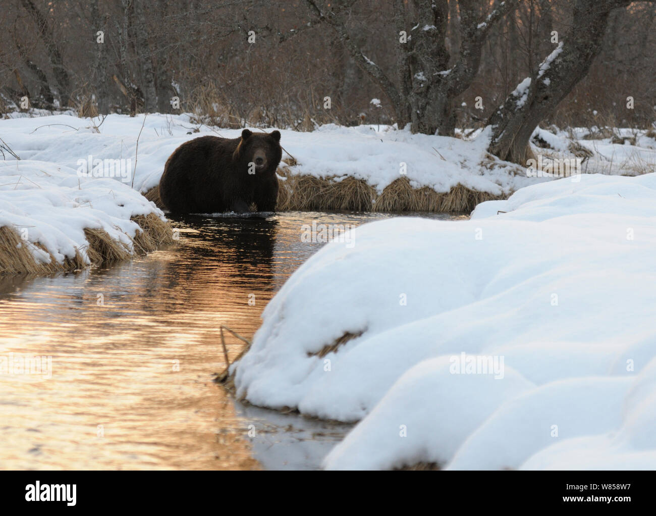 La Kamchatka l'orso bruno (Ursus arctos beringianus) pesca in snow-delimitata fiume. Kronotsky Zapovednik Riserva Naturale, penisola di Kamchatka, Estremo Oriente Russo, Marzo. Foto Stock