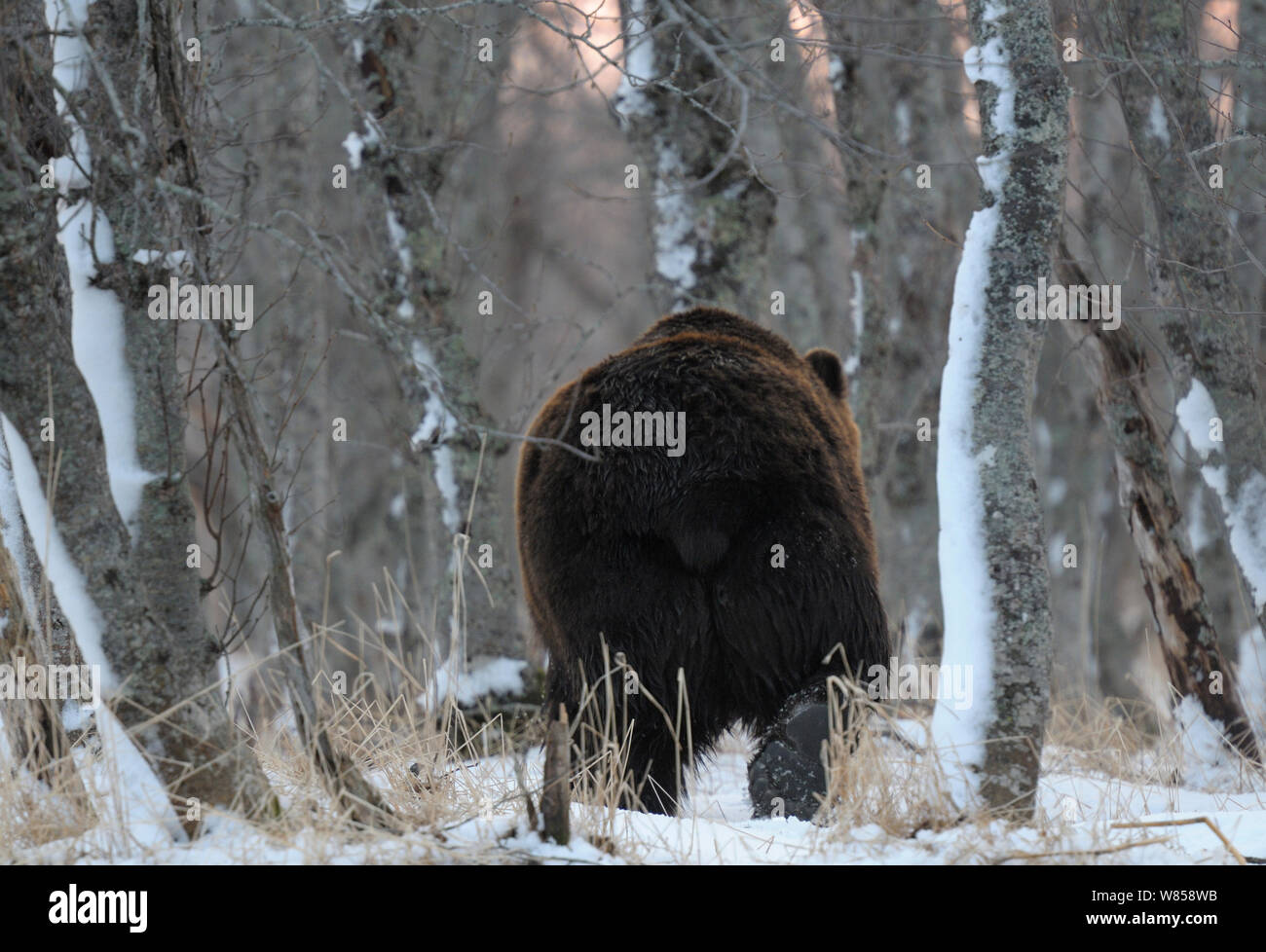 La Kamchatka l'orso bruno (Ursus arctos beringianus) passeggiate attraverso boschi innevati. Kronotsky Zapovednik Riserva Naturale, penisola di Kamchatka, Estremo Oriente Russo, Marzo. Foto Stock