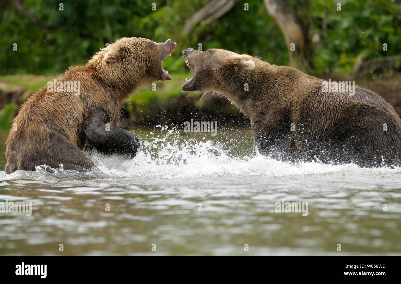 La Kamchatka l'orso bruno (Ursus arctos beringianus) combattimenti nel fiume. A sud la Kamchatka Zakaznik. A sud la Kamchatka Zakaznik, Estremo Oriente Russo, Agosto. Foto Stock