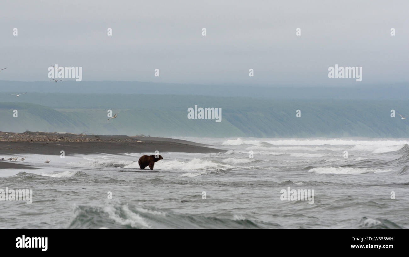 La Kamchatka l'orso bruno (Ursus arctos beringianus) sulla costa del Pacifico in Kamchatka. Kronotsky Zapovednik Riserva Naturale, penisola di Kamchatka, Estremo Oriente Russo, Luglio. Foto Stock