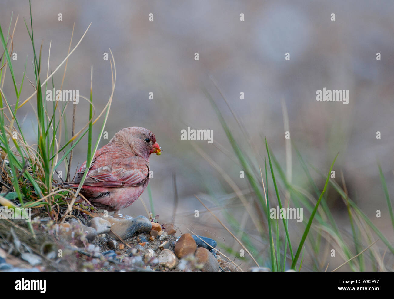 Trumpeter Finch (Rhodopechys githaginea) vagrant a Cley, Norfolk, Regno Unito, Giugno Foto Stock