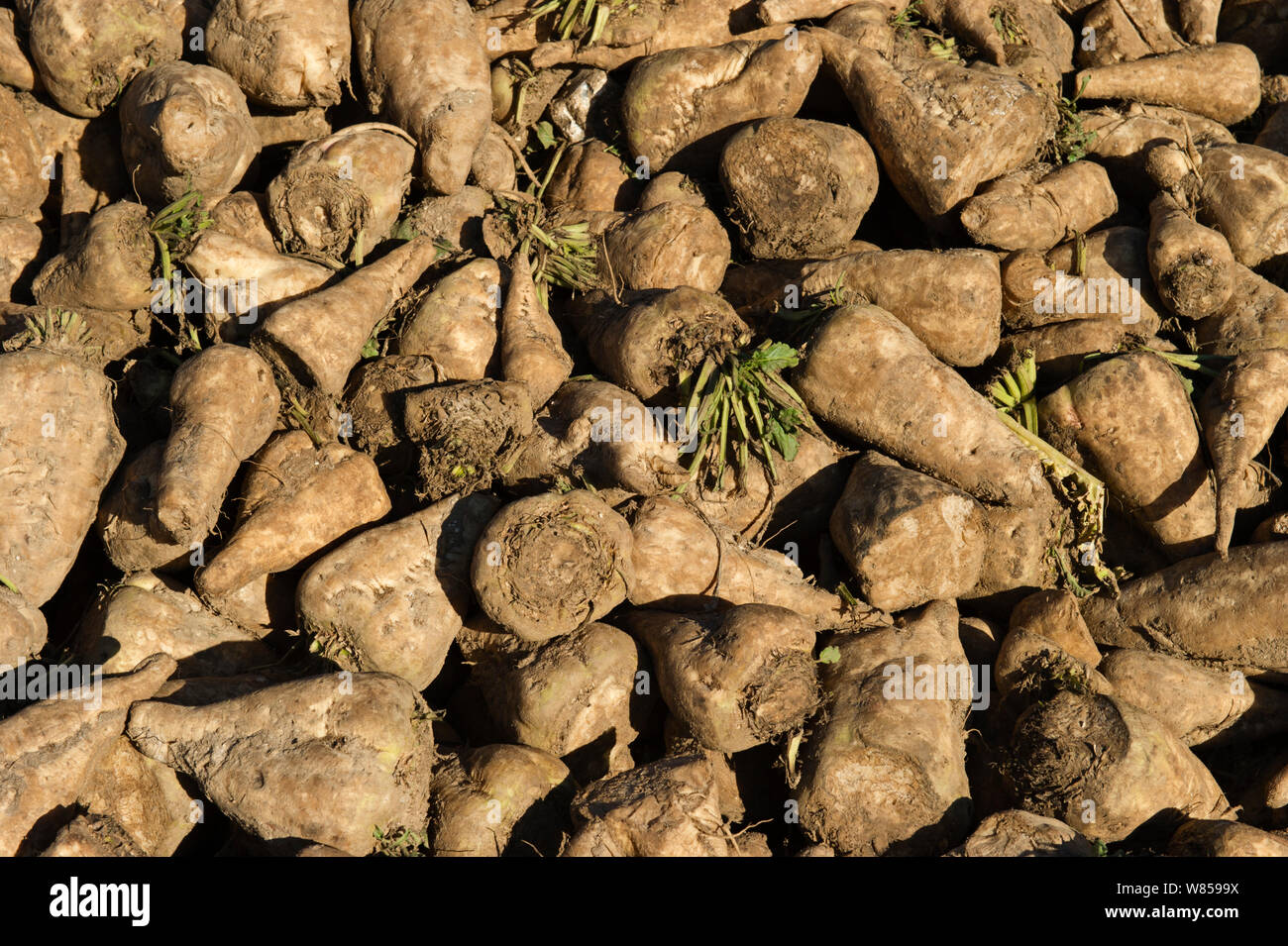 Raccolti di barbabietole da zucchero (Beta vulgaris) Norfolk, Novembre Foto Stock