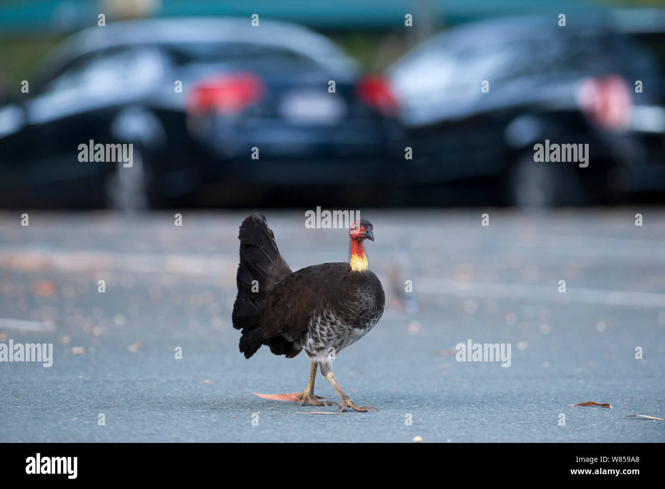 Spazzola australiano Turchia (Alectura lathami) scavalcare parcheggio auto in Noosa, Queensland, Australia Foto Stock