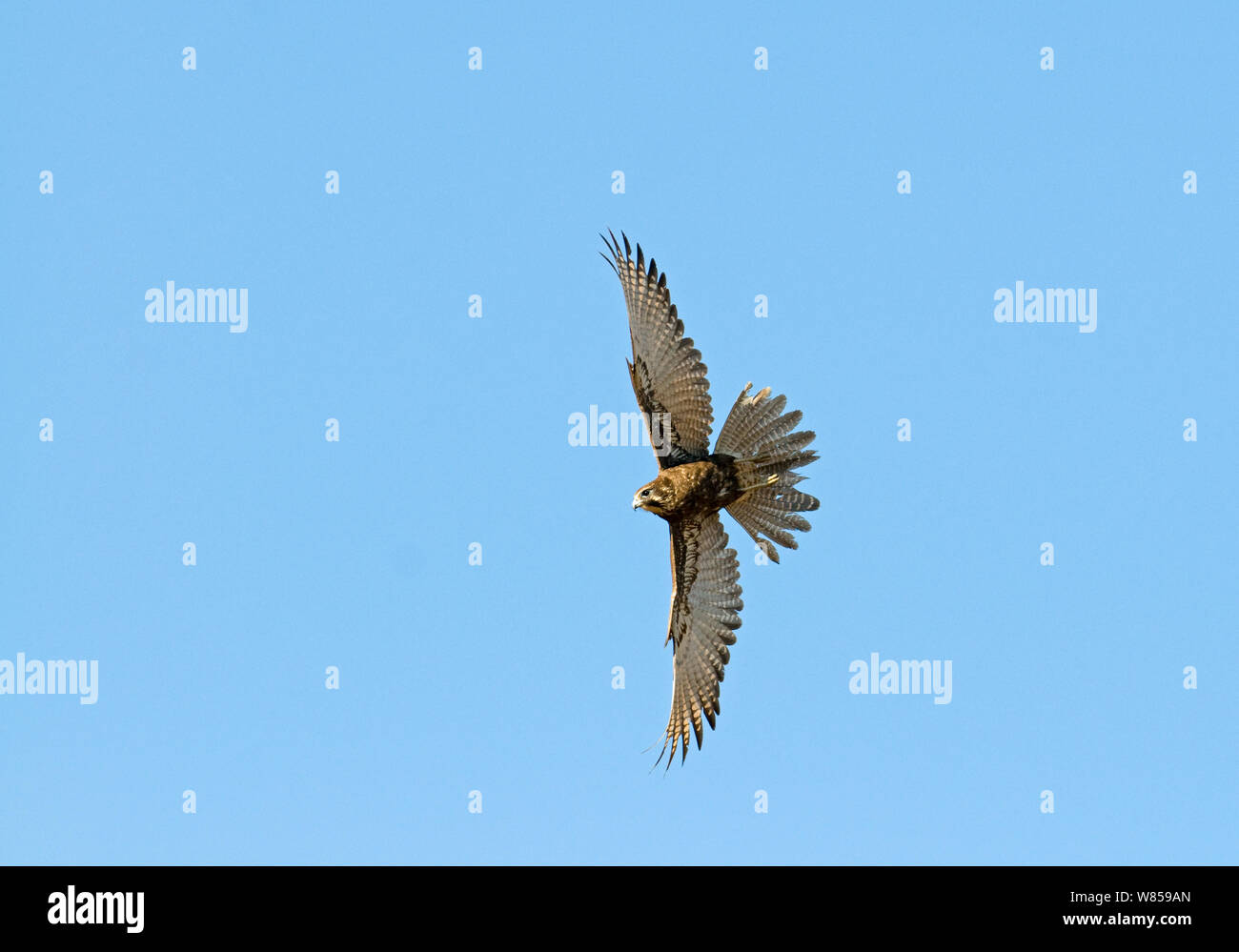 Brown Falcon (Falco berigora) in volo, Queensland, Australia, Ottobre Foto Stock