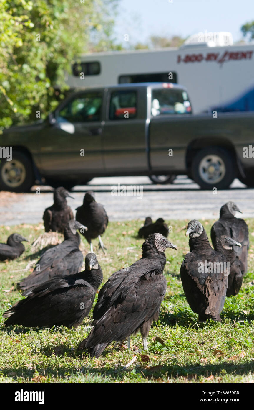 American avvoltoio nero (Coragyps atratus) nel parco auto al Anhinga Trail, Florida Foto Stock