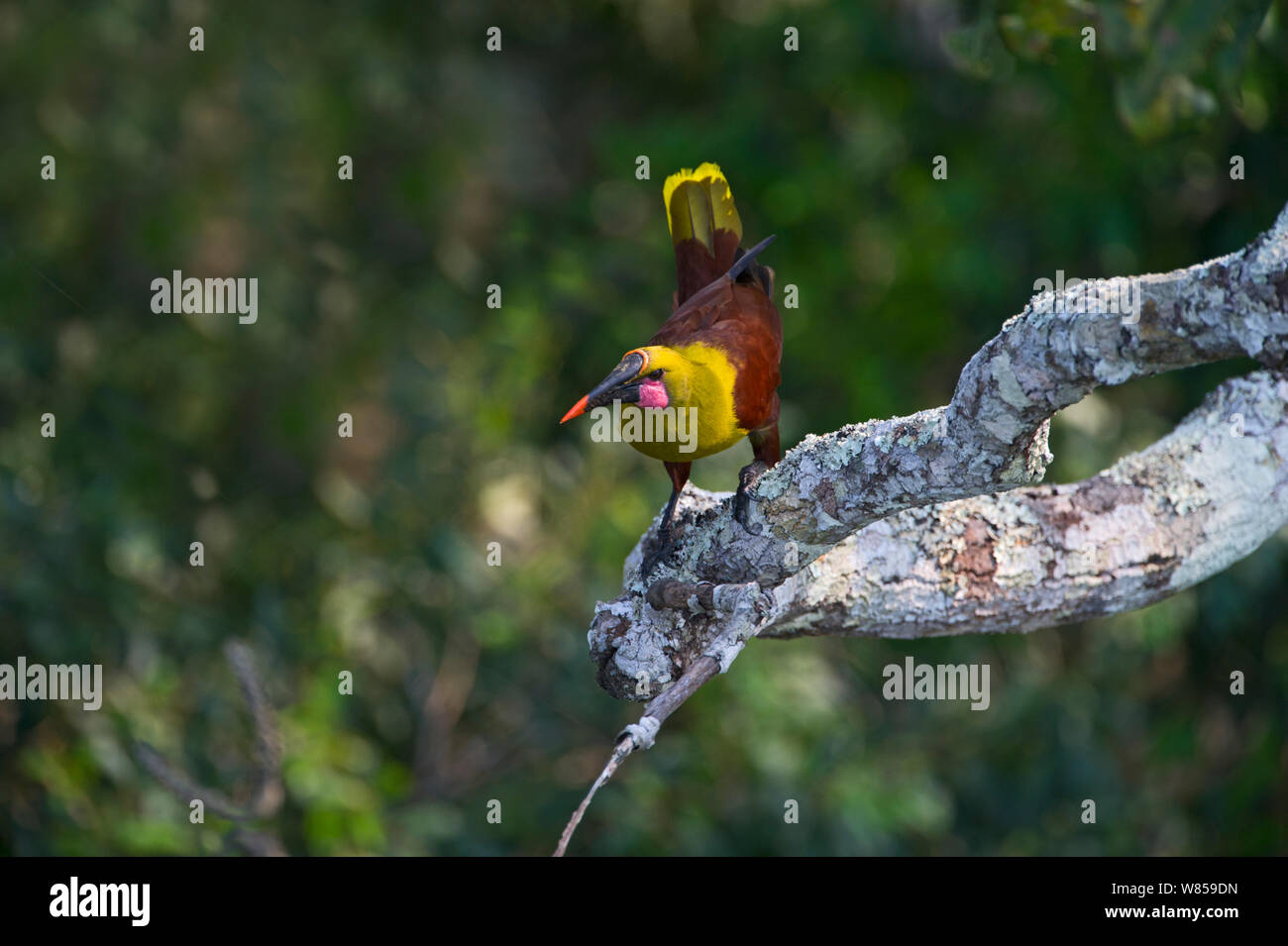 Di oliva (Oropendola Psarocolius bifasciatus) la foresta pluviale amazzonica del Perù Foto Stock