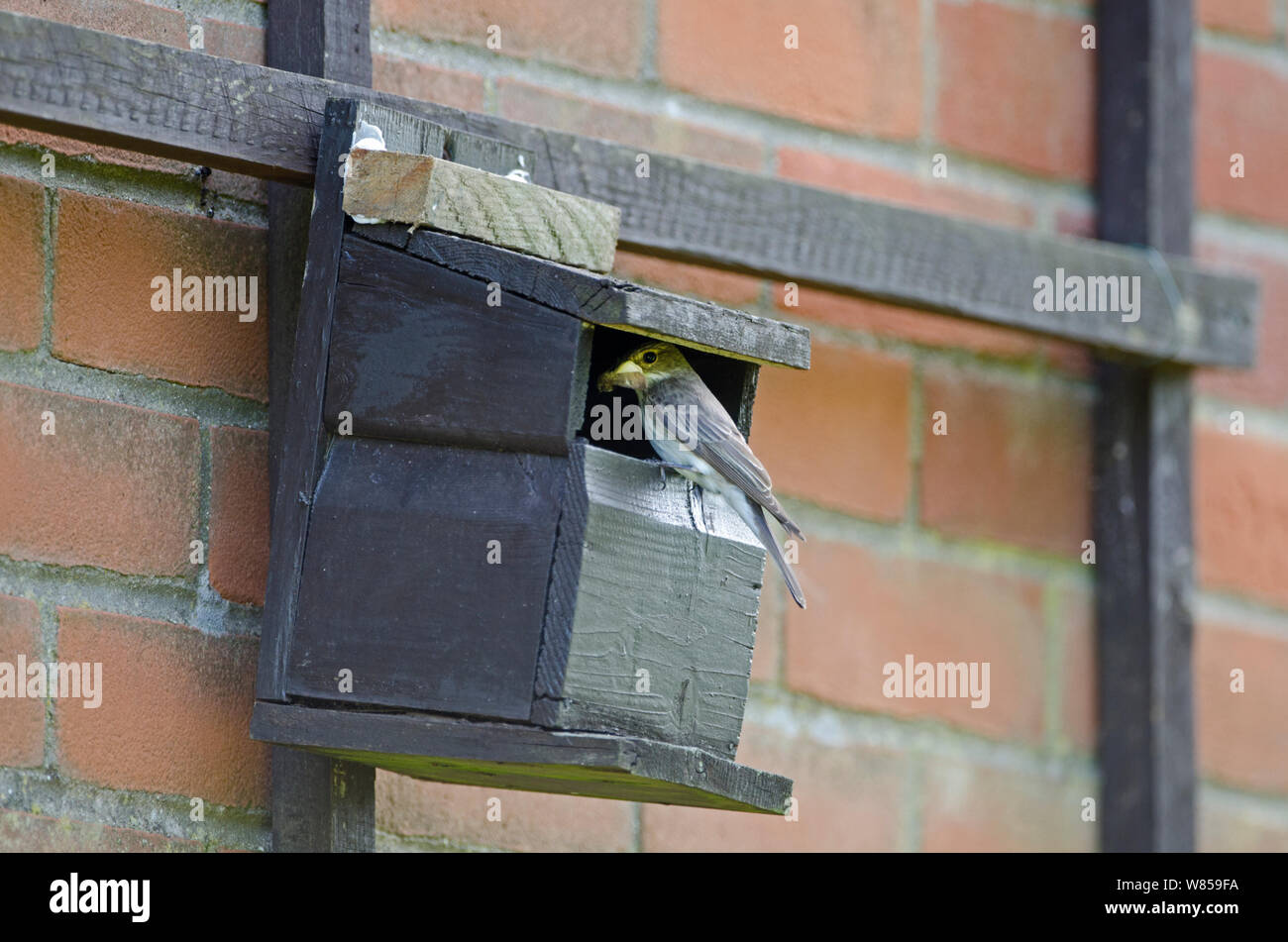 Spotted Flycatcher (Muscicapa striata) a scatola di nido sul lato della casa, Norfolk, Giugno Foto Stock