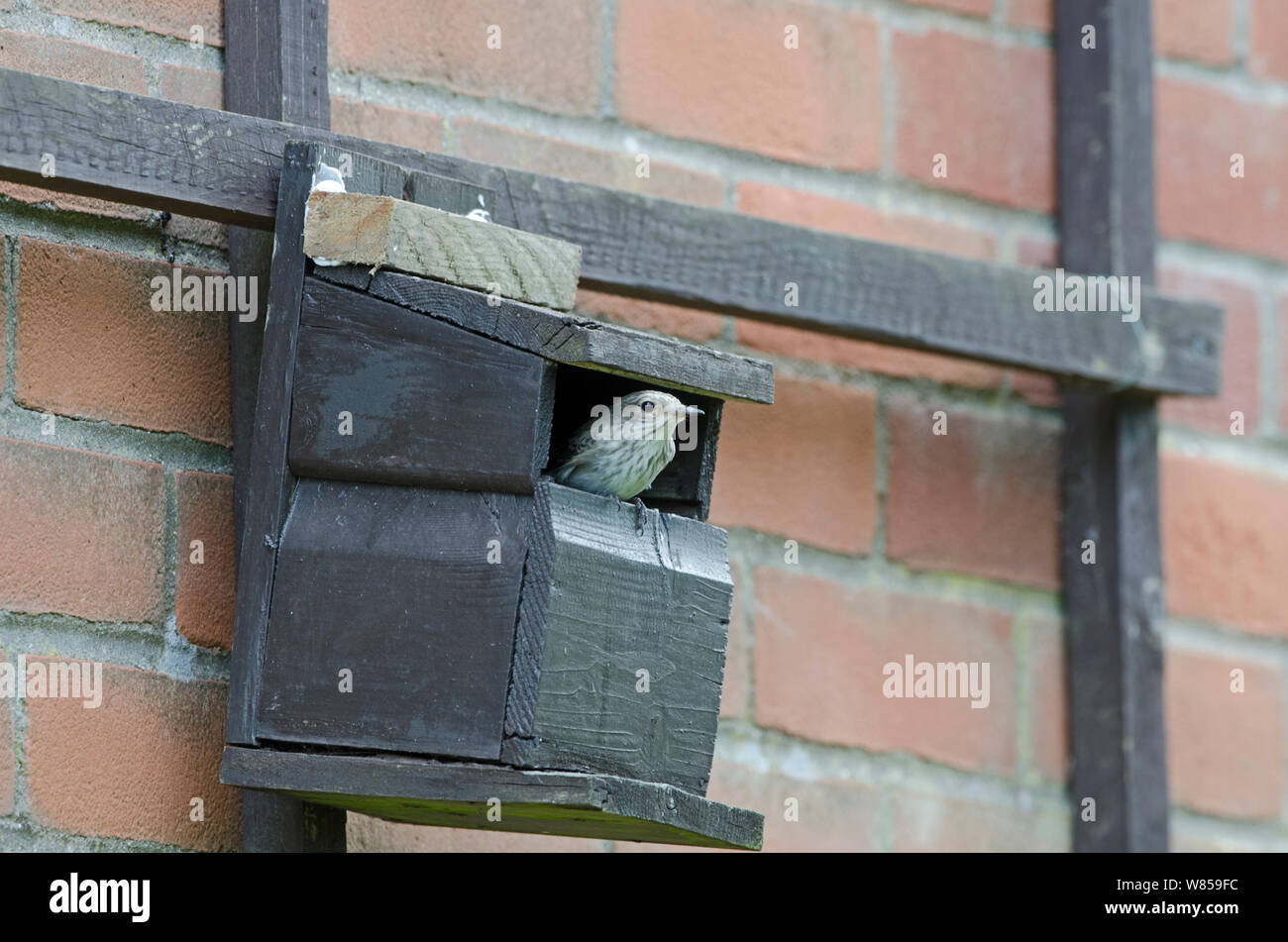 Spotted Flycatcher (Muscicapa striata) a scatola di nido sul lato della casa, Norfolk, Giugno Foto Stock