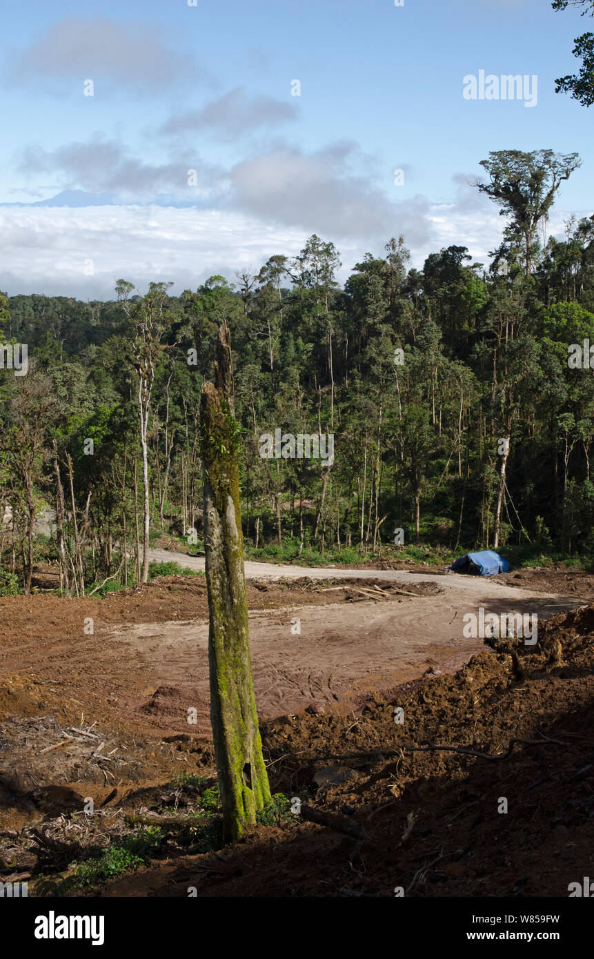 Gioco Ranforest / logging vicino tari, Papua Nuova Guinea, Agosto 2011 Foto Stock
