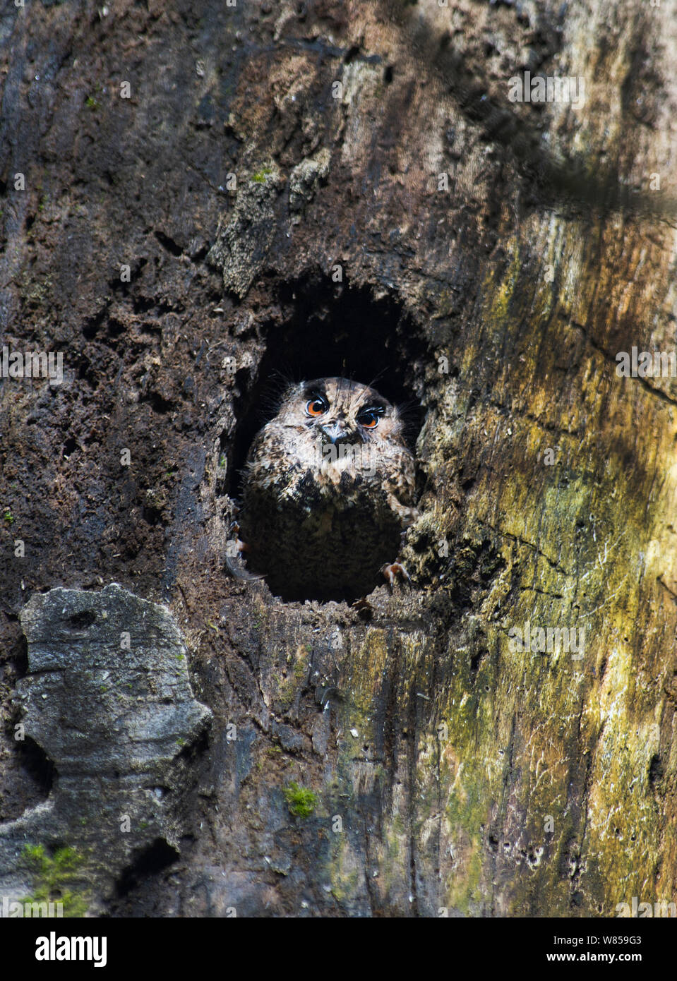 Owlet-Nightjar felina (Aegotheles insignis) nel foro albero, tari, Southern Highlands, Papua Nuova Guinea Foto Stock