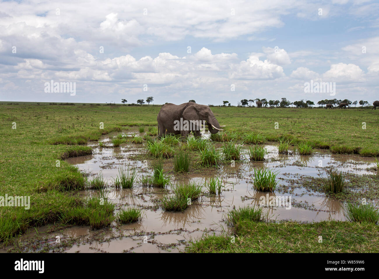 Elelphant africano (Loxodonta africana) alimentazione in un fiume. Masai Mara riserva nazionale del Kenya. Settembre. Foto Stock