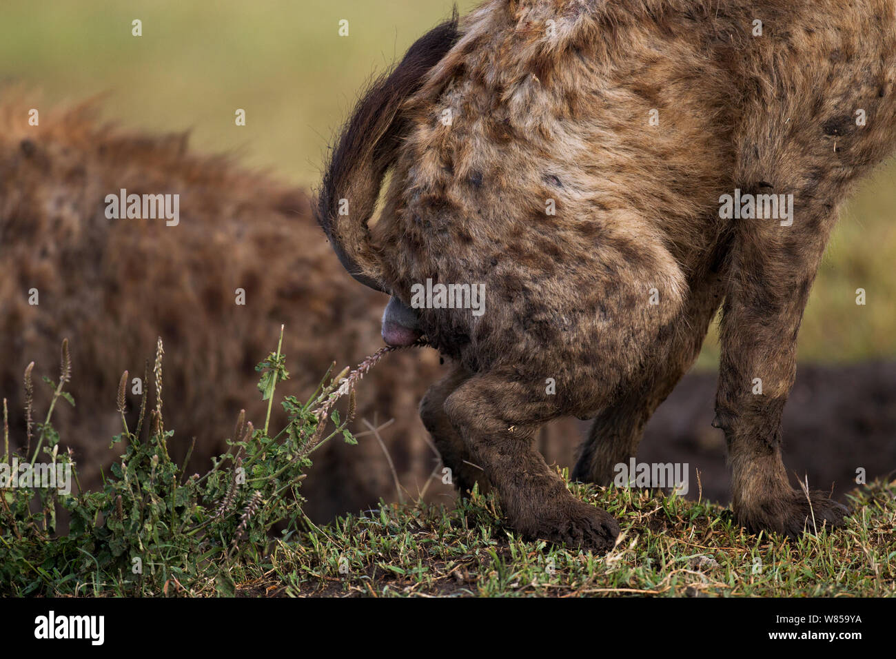 Spotted hyena (Crocuta crocuta) profumo di marcatura. Riserva Nazionale di Masai Mara, Kenya, Luglio Foto Stock