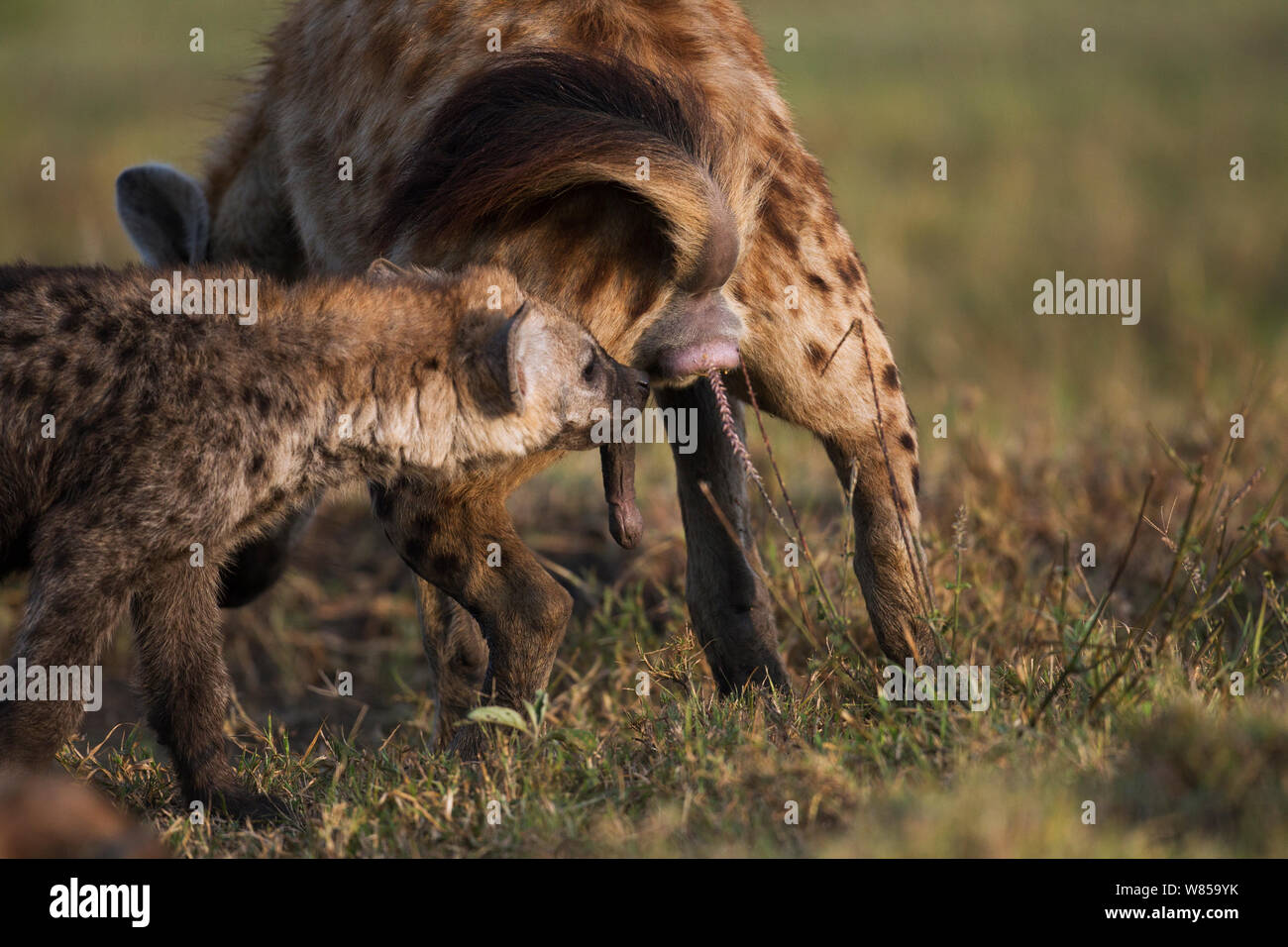 Spotted hyena (Crocuta crocuta) la marcatura di profumo mentre un altro odori. Riserva Nazionale di Masai Mara, Kenya, Luglio Foto Stock