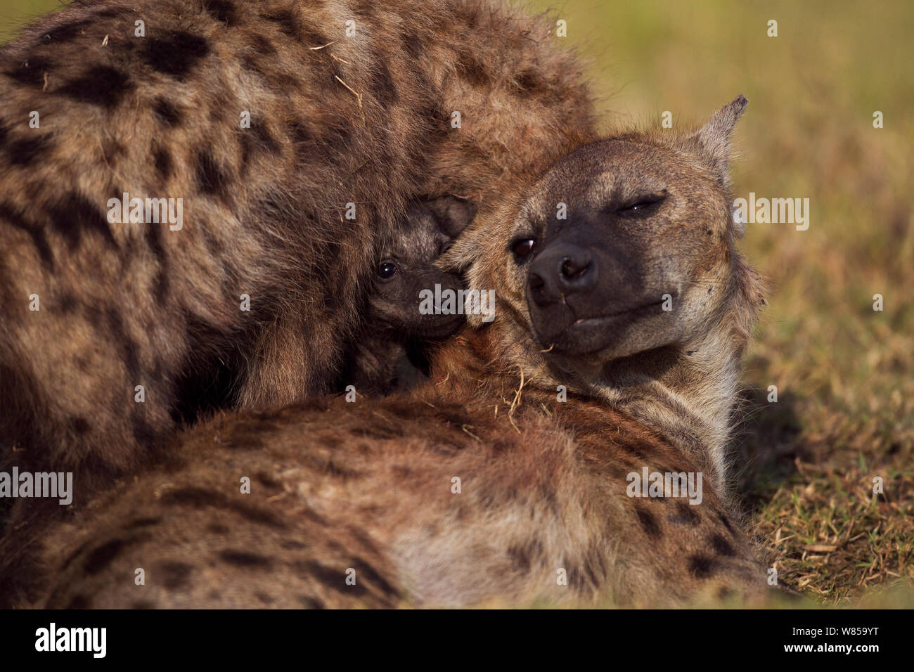 Spotted hyena (Crocuta crocuta) cucciolo di età compresa tra i 2-3 mesi di peering tra due adulti. Riserva Nazionale di Masai Mara, Kenya, Luglio Foto Stock