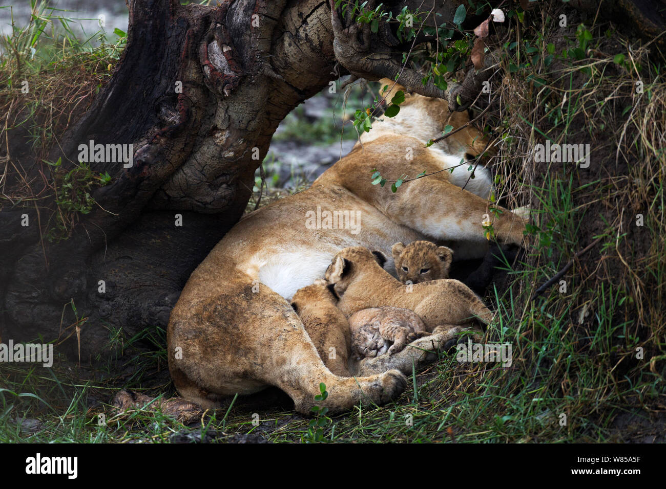 Leonessa (Panthera leo) con cuccioli lattanti di età compresa tra i 2-3 mesi da un'altra madre e il suo nuovo nato cubs soltanto pochi giorni di età. Riserva Nazionale di Masai Mara, Kenya, Agosto il corpo di un cucciolo morto può essere visto nella parte inferiore sinistra dell'immagine. Foto Stock
