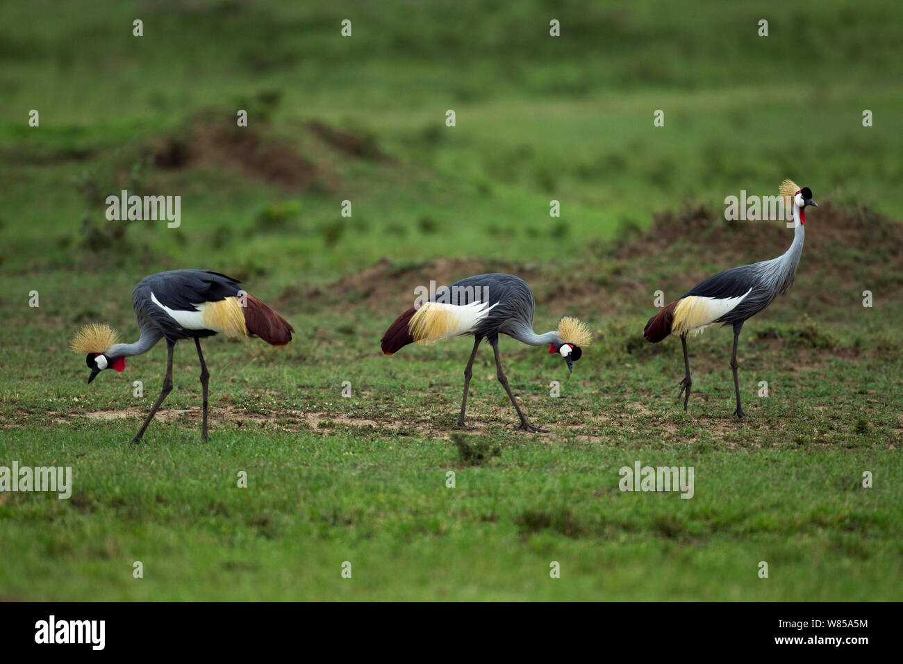 Grigio o Southern coronata gru (Balearica regulorum) foraggio. Masai Mara riserva nazionale del Kenya. Agosto Foto Stock