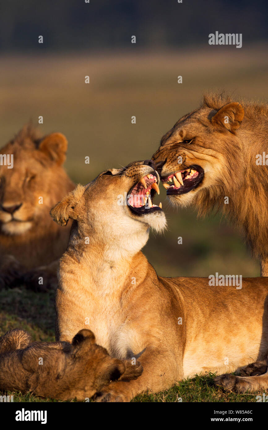 Leonessa (Panthera leo) il tentativo di scoraggiare un maschio correlati dall'accoppiamento mentre un cucciolo di età compresa tra i 2-3 mesi cerca di giocare con lei. Riserva Nazionale di Masai Mara, Kenya, Settembre Foto Stock