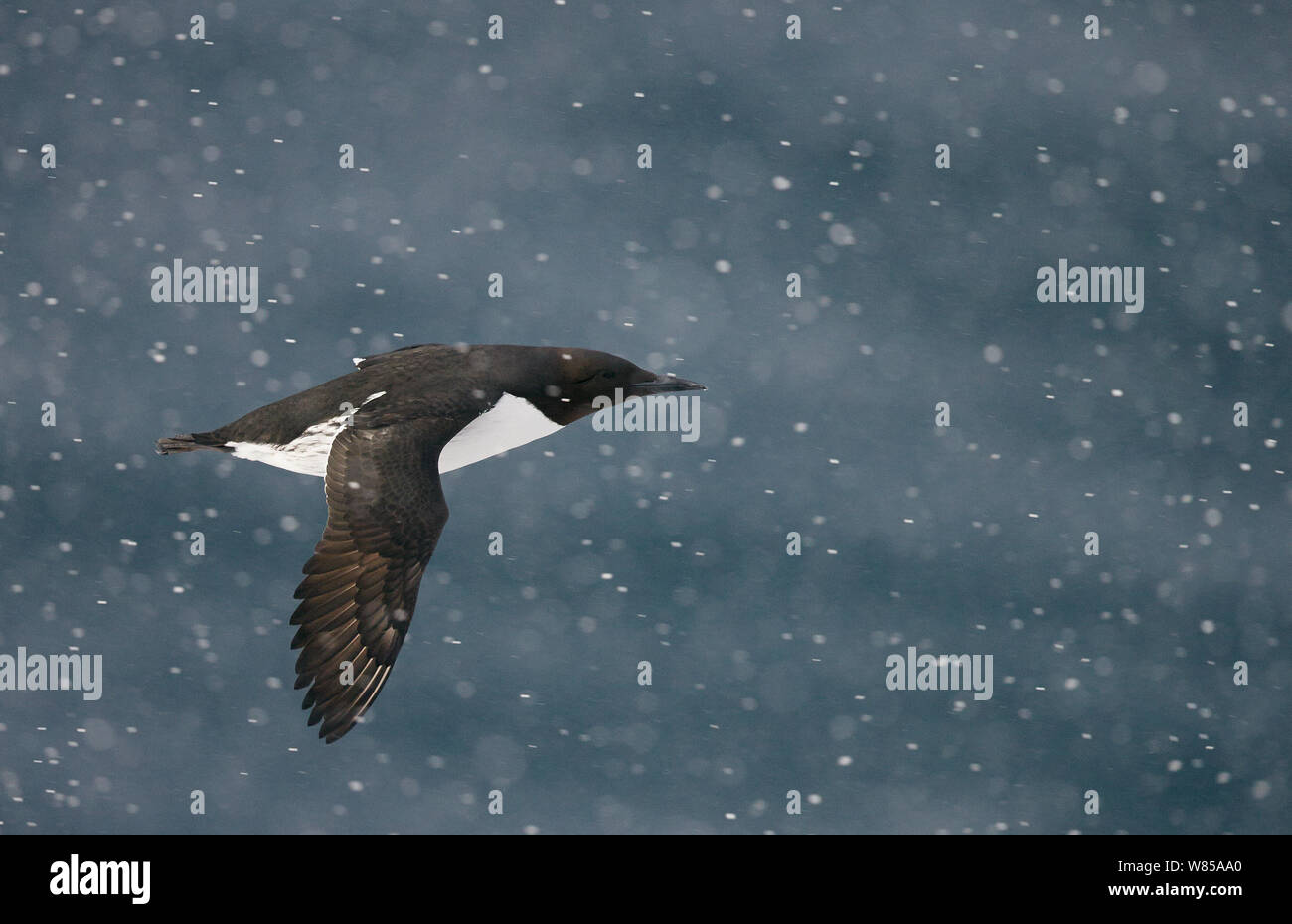 Guillemot (Uria aalge) volare sopra il mare in caduta di neve, Vardo, Norvegia, Marzo. Foto Stock