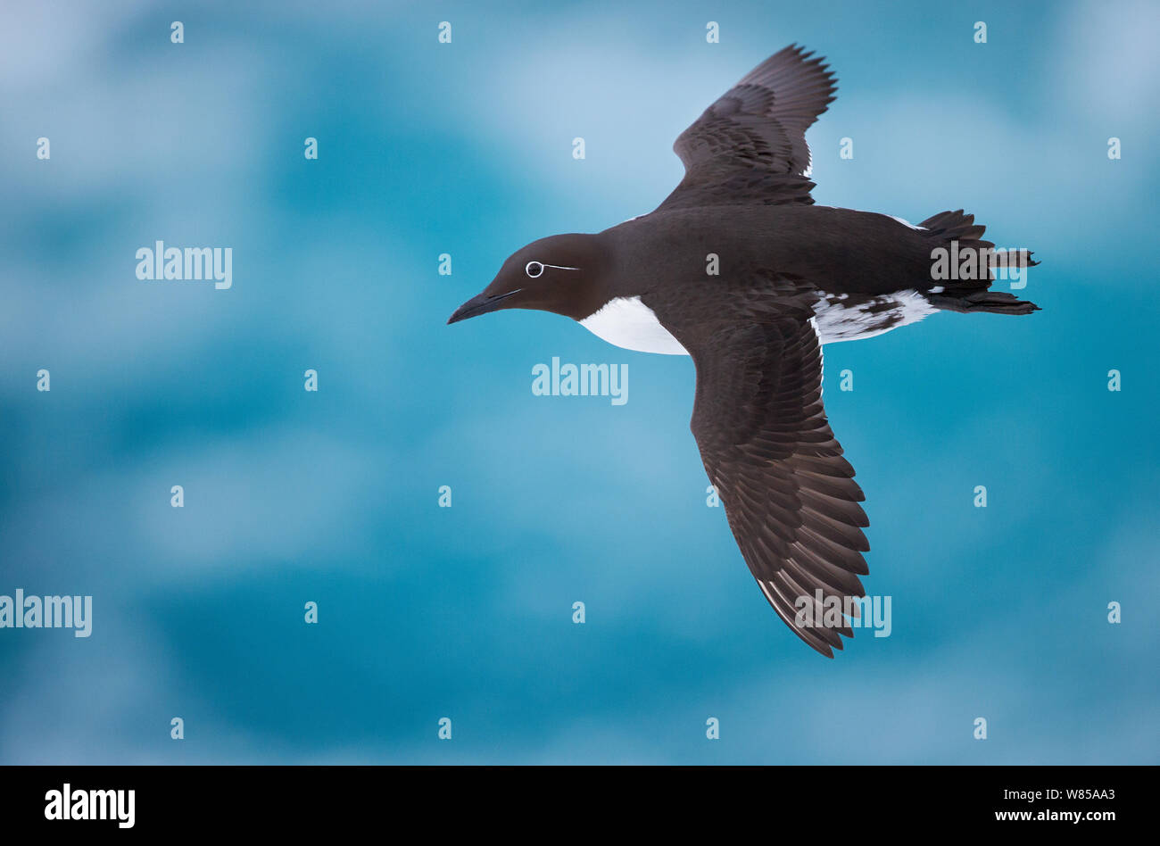 Guillemot (Uria aalge) in volo, Vardo, Norvegia, Marzo. Foto Stock