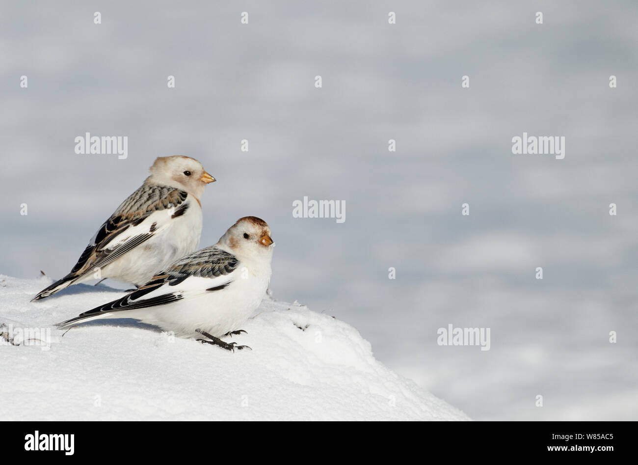 Due Snow buntings (Plectrophenax nivalis) in inverno piumaggio, Uto, Finlandia, Marzo. Foto Stock