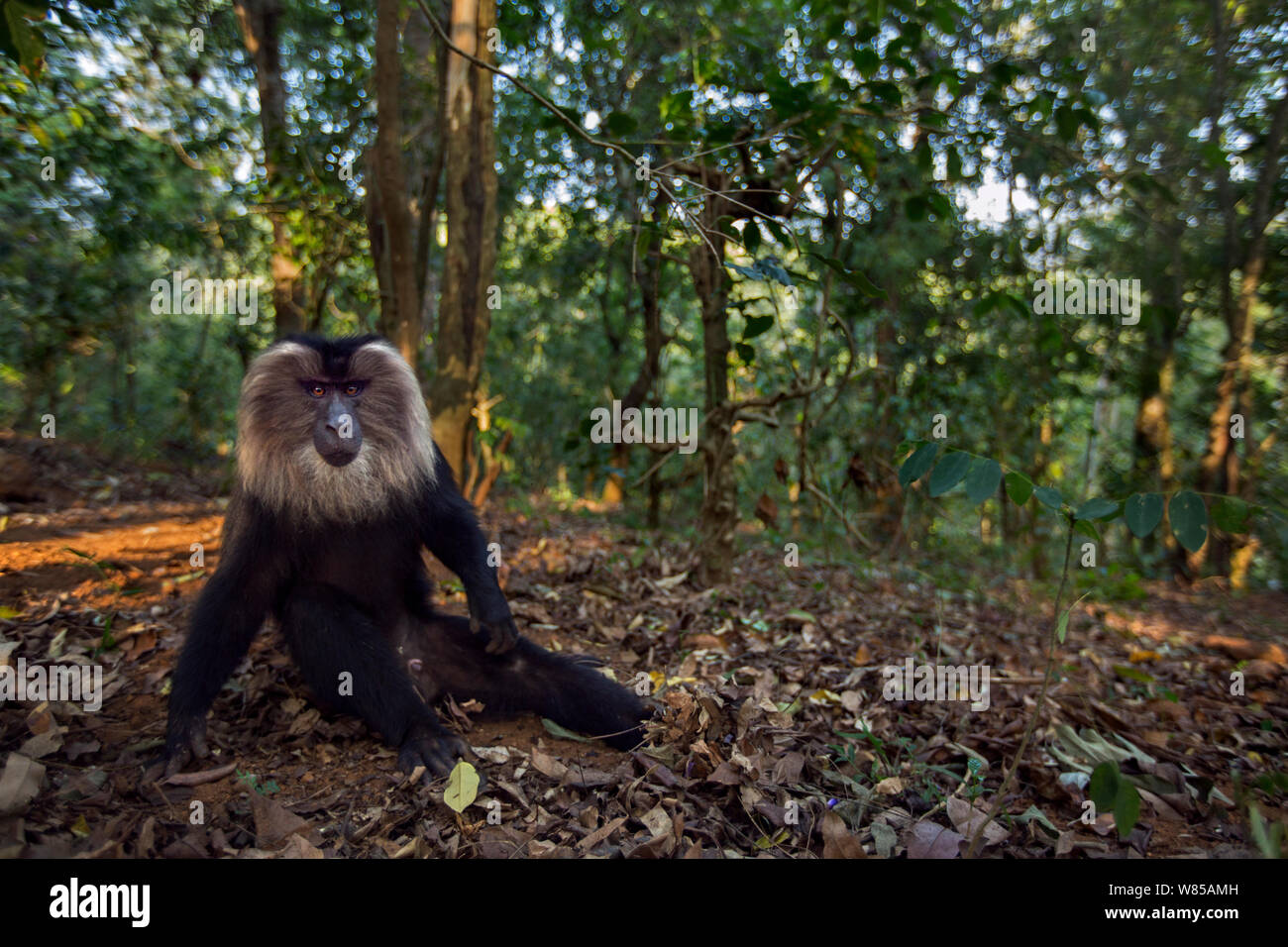 Lion-coda Macaque (Macaca silenus) maschio seduta sul suolo della foresta. Anamalai Riserva della Tigre, i Ghati Occidentali, Tamil Nadu, India. Foto Stock