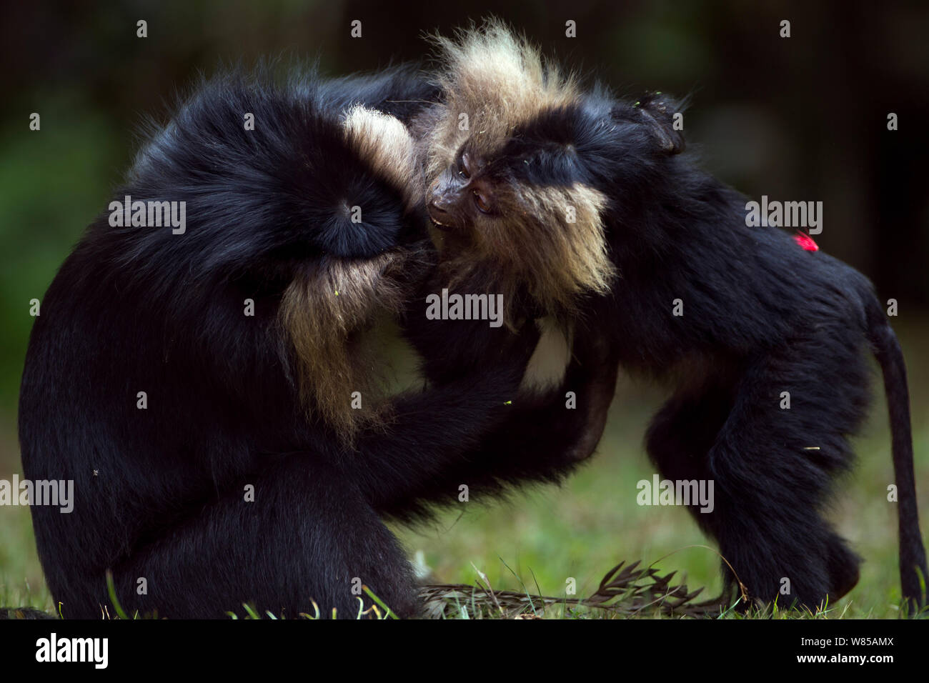 Lion-coda Macaque (Macaca silenus) novellame giocare combattimenti. Anamalai Riserva della Tigre, i Ghati Occidentali, Tamil Nadu, India. Foto Stock