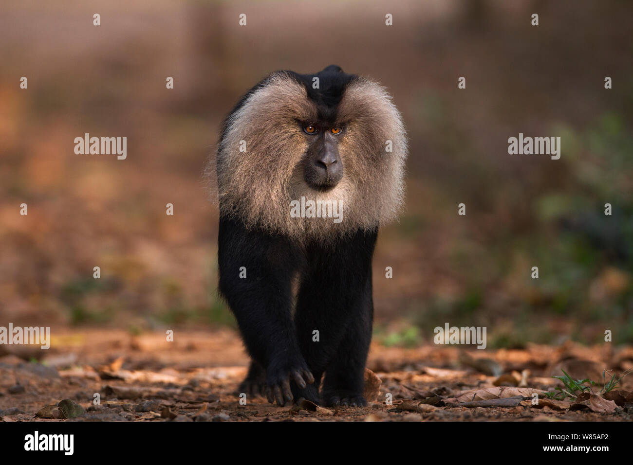 Lion-coda Macaque (Macaca silenus) maschio a piedi lungo una via. Anamalai Riserva della Tigre, i Ghati Occidentali, Tamil Nadu, India. Foto Stock