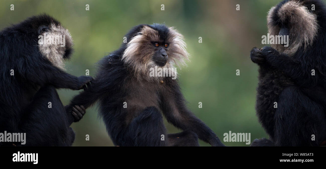 Lion-tailed macachi (Macaca silenus grooming). Anamalai Riserva della Tigre, i Ghati Occidentali, Tamil Nadu, India. Foto Stock