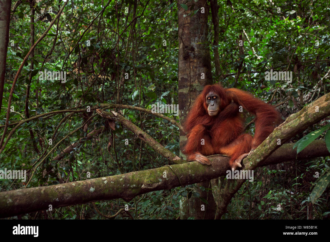 Orangutan di Sumatra (Pongo abelii) femmina 'Jaki' invecchiato 16 anni di riposo su un albero caduto. Gunung Leuser National Park, Sumatra, Indonesia. Riabilitate e rilasciate (o discendenti di coloro che sono stati liberati) tra 1973 e 1995. Foto Stock