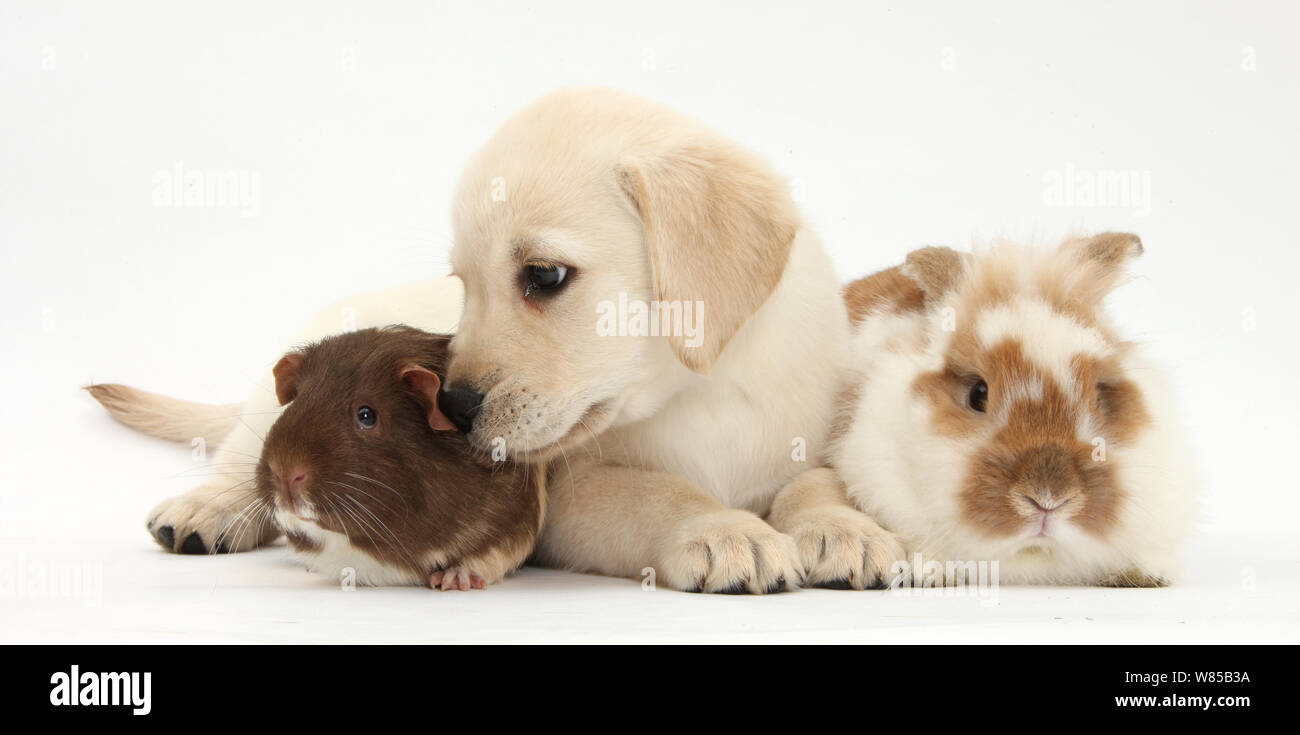 Giallo Labrador Retriever cucciolo, di età compresa tra 8 settimane, con il coniglio e guinea pig. Foto Stock