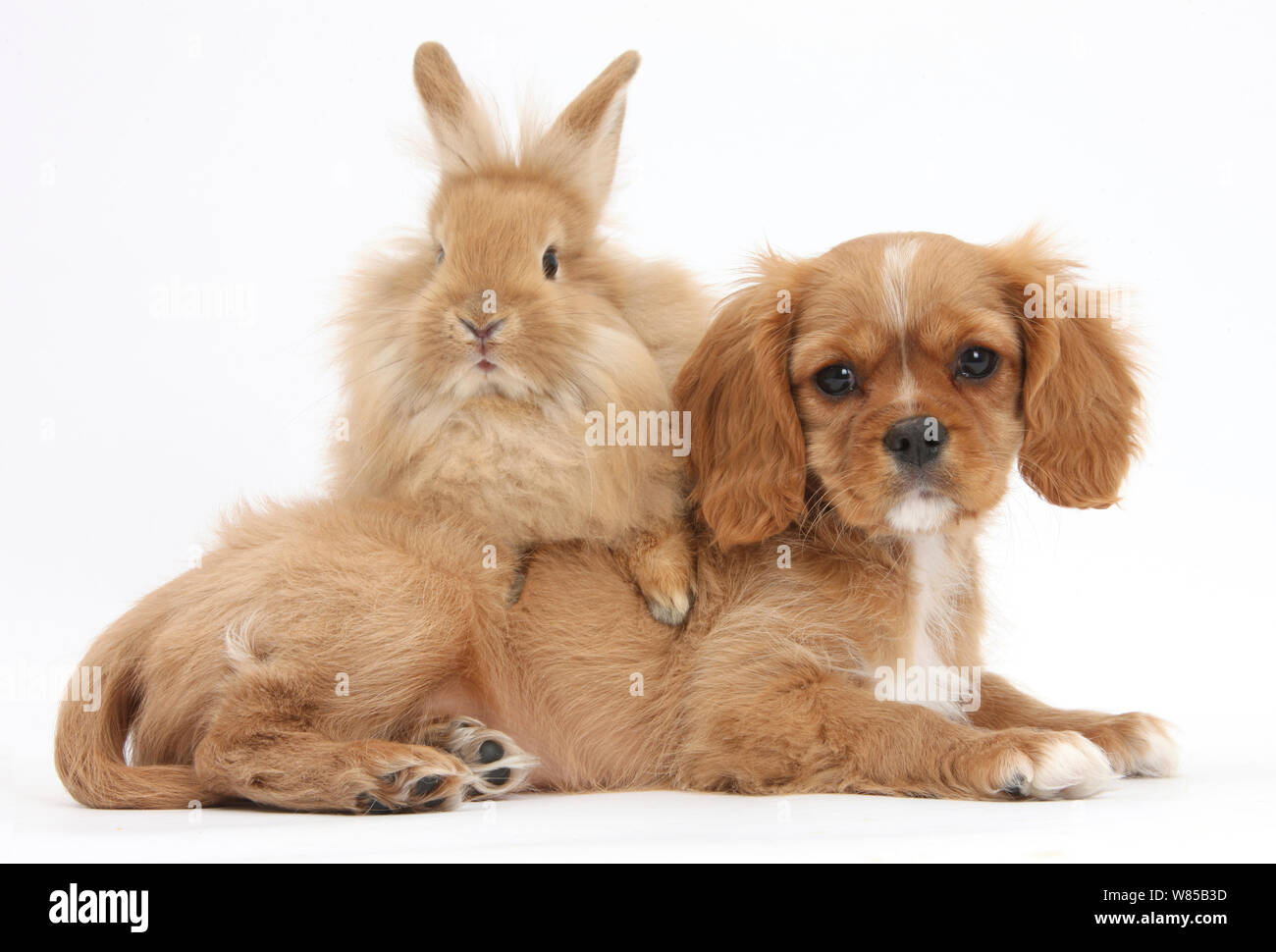 Cavalier King Charles Spaniel cucciolo 'star' con sabbia di coniglio. Foto Stock