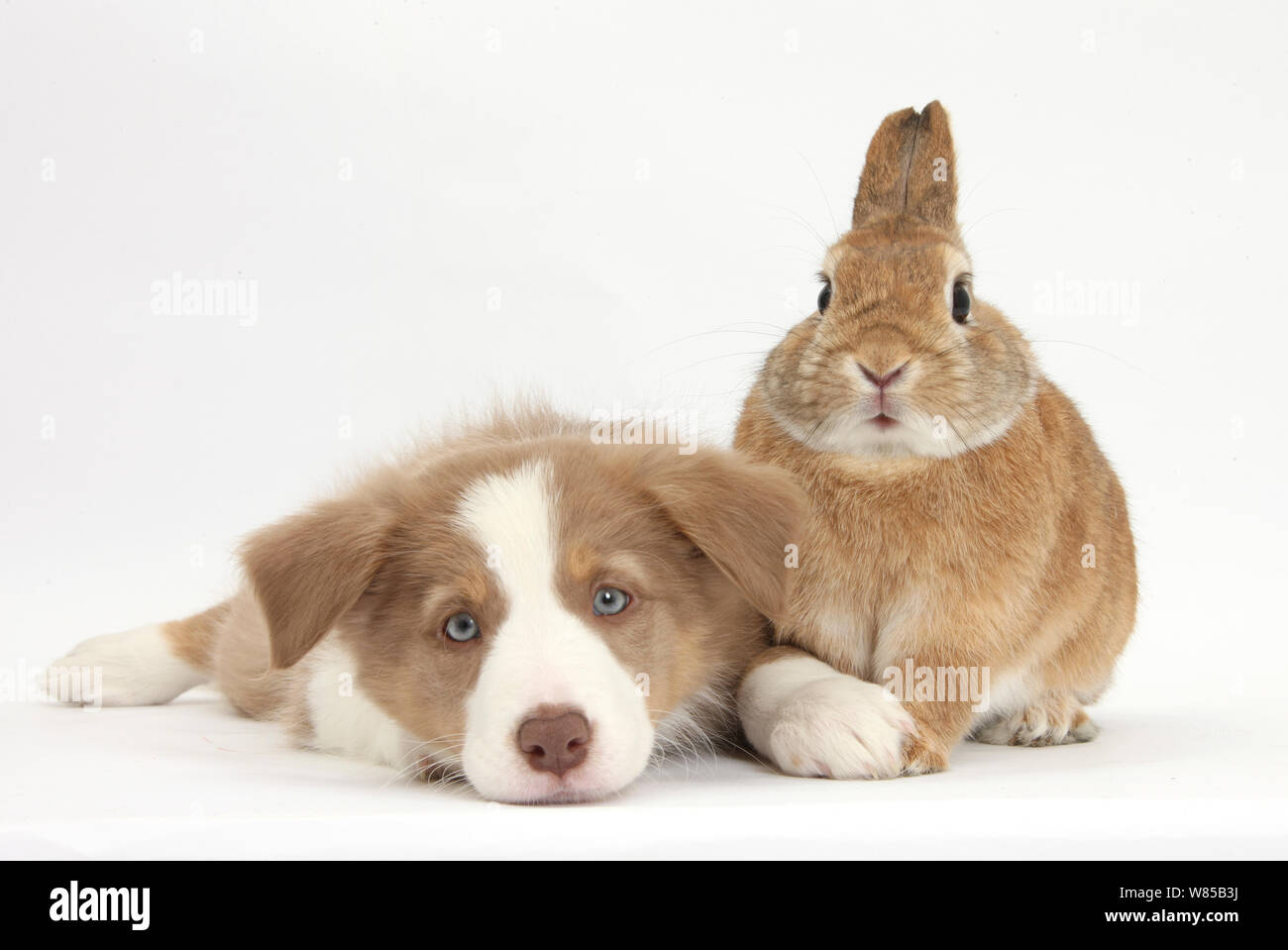 Lilac Border Collie cucciolo e Netherland dwarf-croce di coniglio, Pietro. Foto Stock