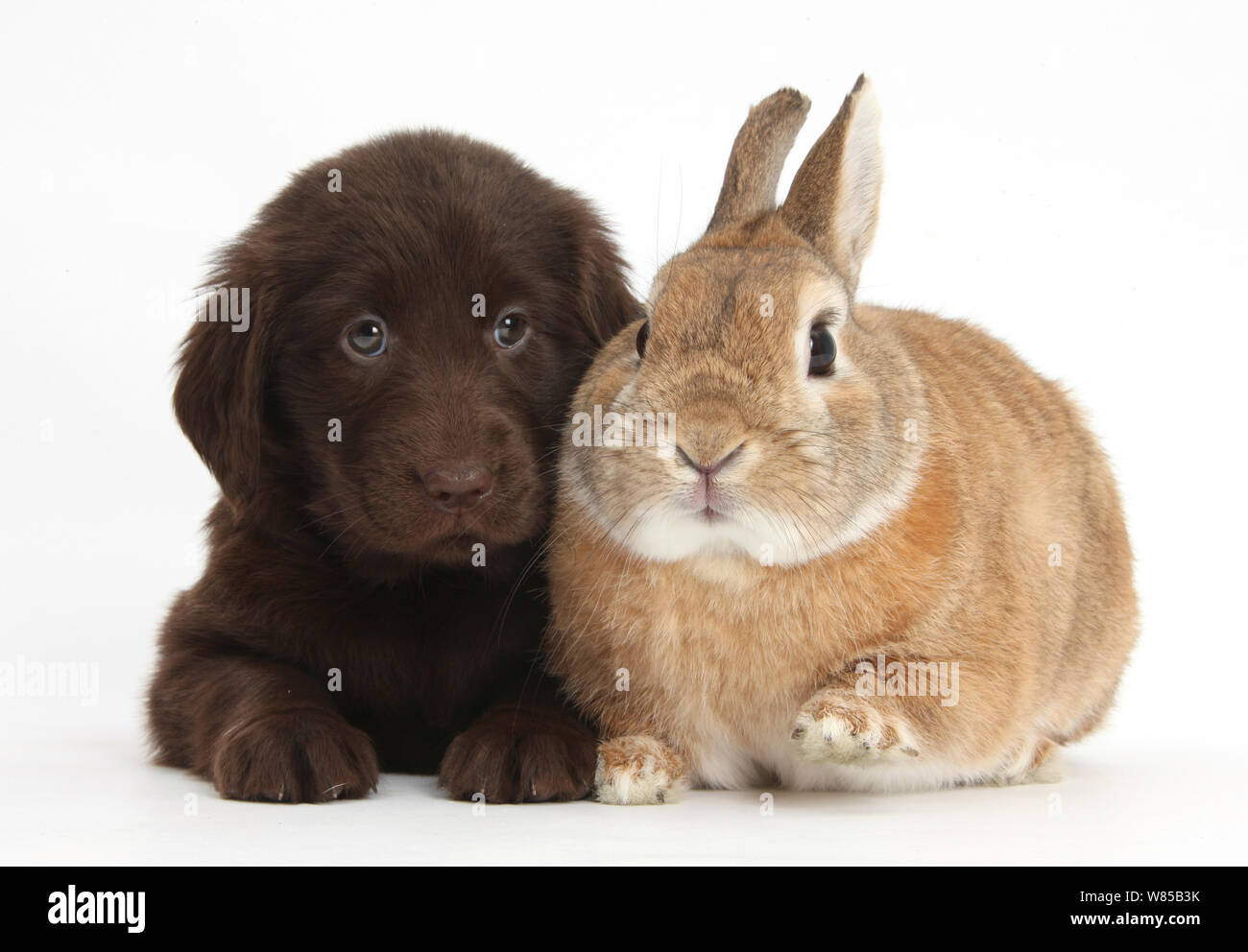 Fegato Flatcoated Retriever cucciolo, 6 settimane, con Netherland Dwarf-croce di coniglio, Pietro. Foto Stock