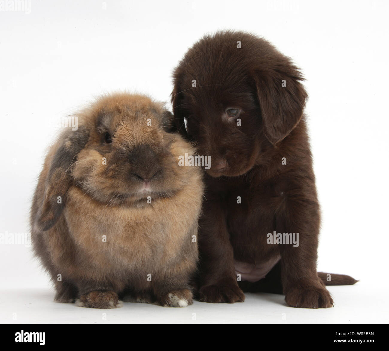 Fegato Flatcoated Retriever cucciolo, 6 settimane, con Lop Lionhead rabbit, Dibdab. Foto Stock