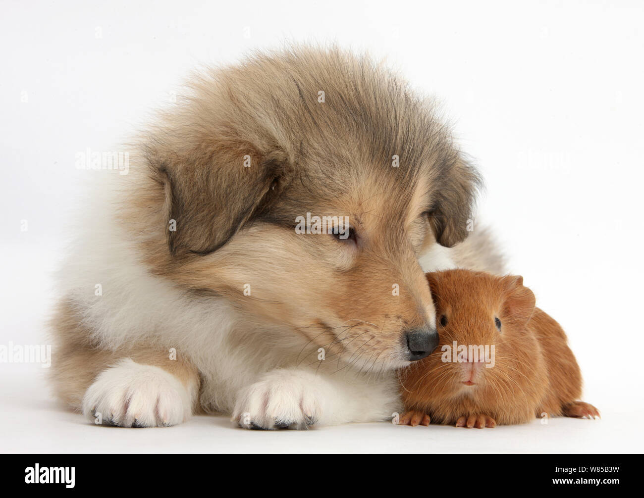 Sable ruvida Collie cucciolo e colore rosso del bambino di cavia. Foto Stock