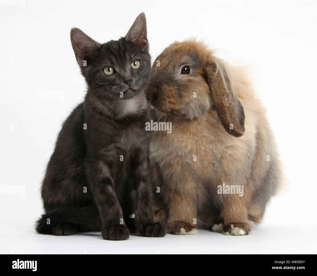 Nero fumo gattino e Lionhead-Lop coniglio, Dibdab. Foto Stock