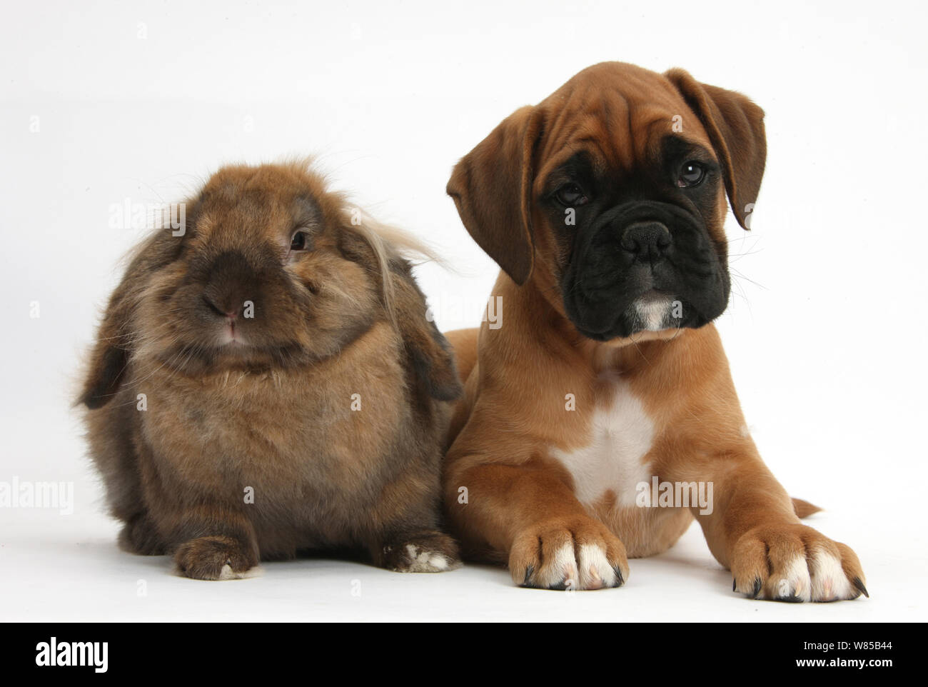 Boxer cucciolo, Boris, 12 settimane, con Lionhead-Lop coniglio, Dibdab. Foto Stock