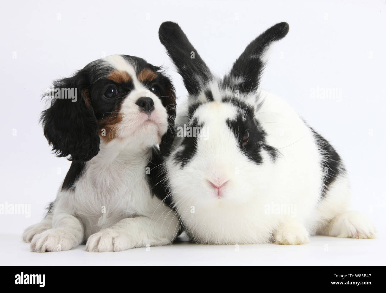 Tricolore Cavalier King Charles Spaniel cucciolo con in bianco e nero di coniglio, Bandit. Foto Stock