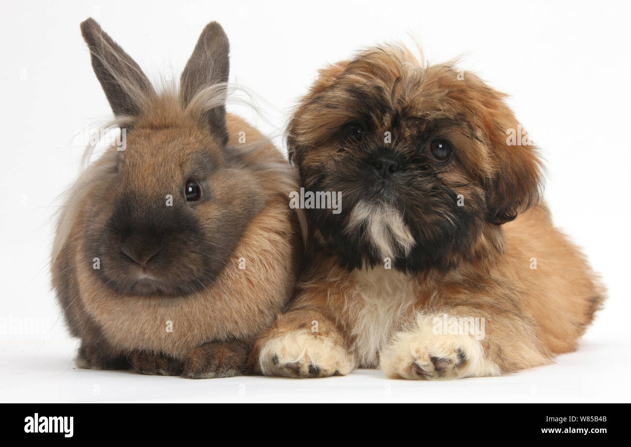 Brown Shih-tzu cucciolo e coniglio. Foto Stock