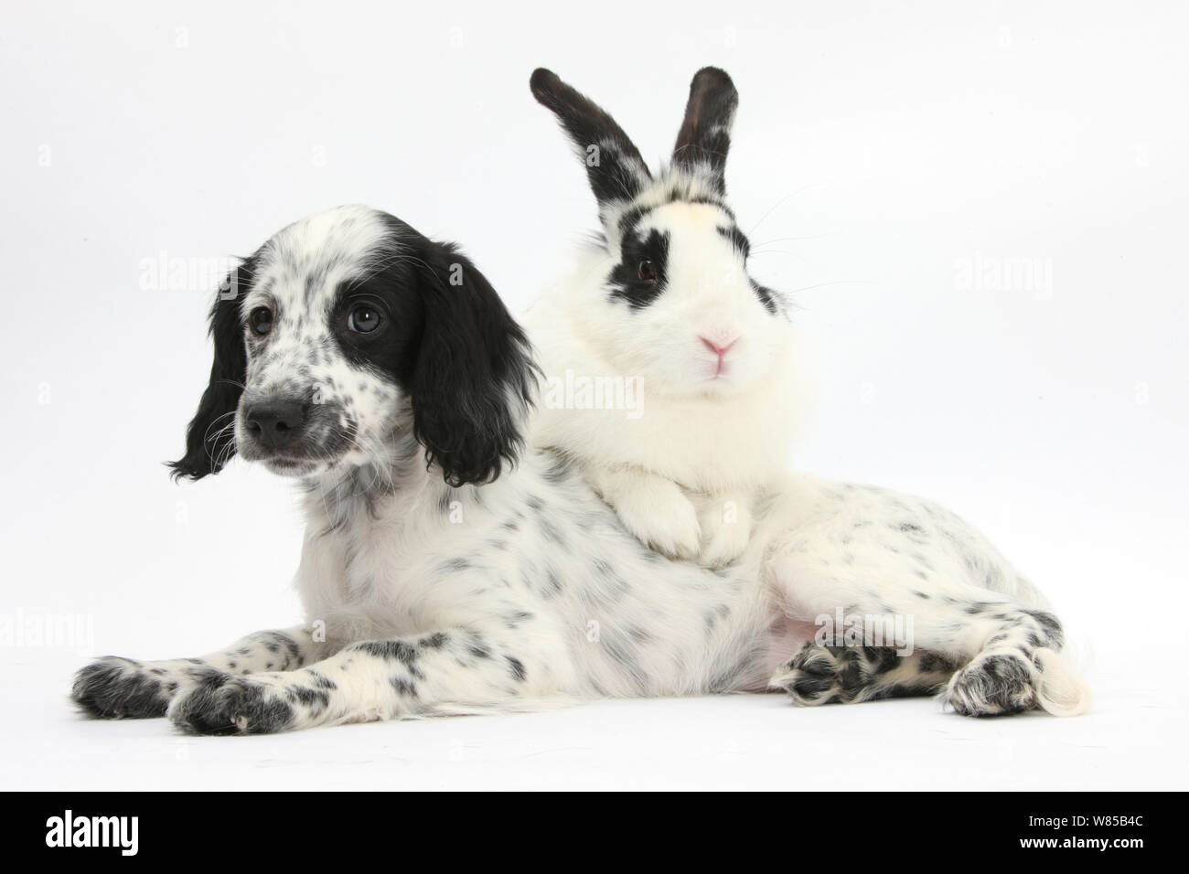 In bianco e nero Border Collie x Cocker Spaniel cucciolo, 11 settimane, con abbinamento di coniglio, Bandit. Foto Stock
