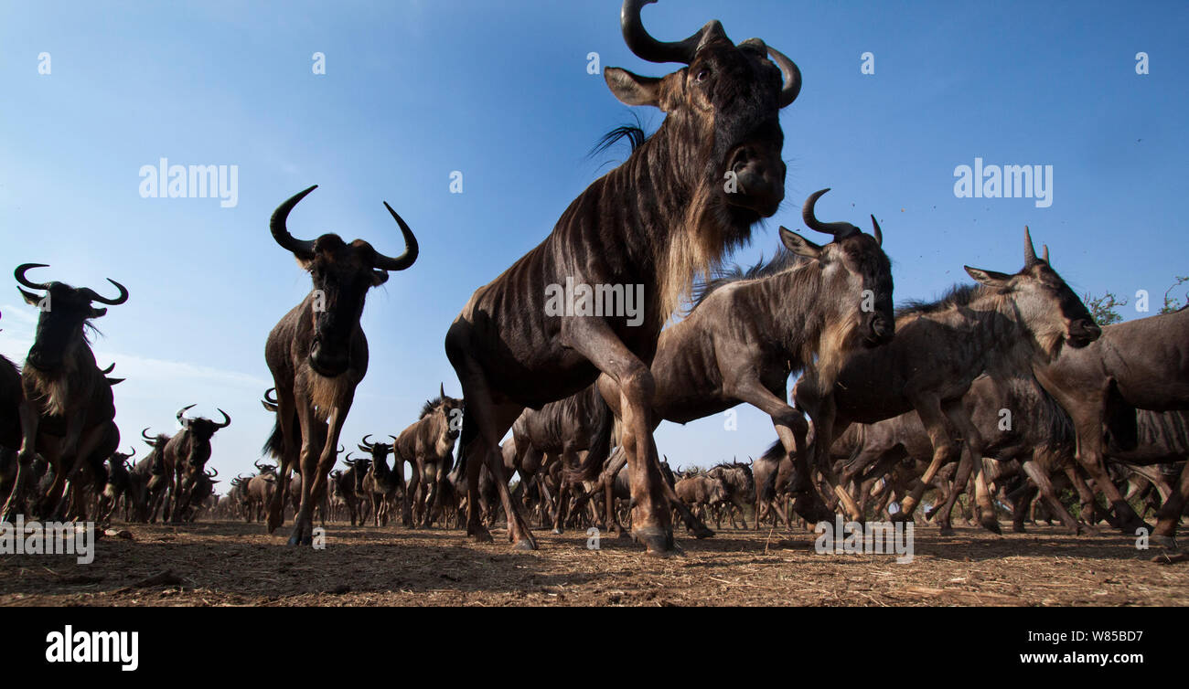 Bianco orientale-barbuto GNU (Connochaetes taurinus) allevamento in esecuzione. Masai Mara riserva nazionale del Kenya. Prese con telecomando ampio angolo fotocamera. Foto Stock