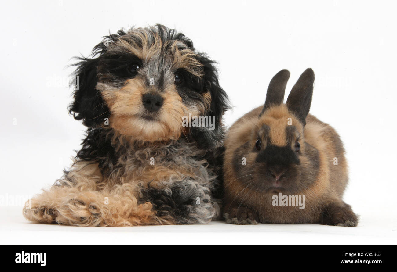 Carino tricolore merle Daxie-doodle cucciolo, Dougal, con un nero-marrone, di coniglio contro uno sfondo bianco Foto Stock