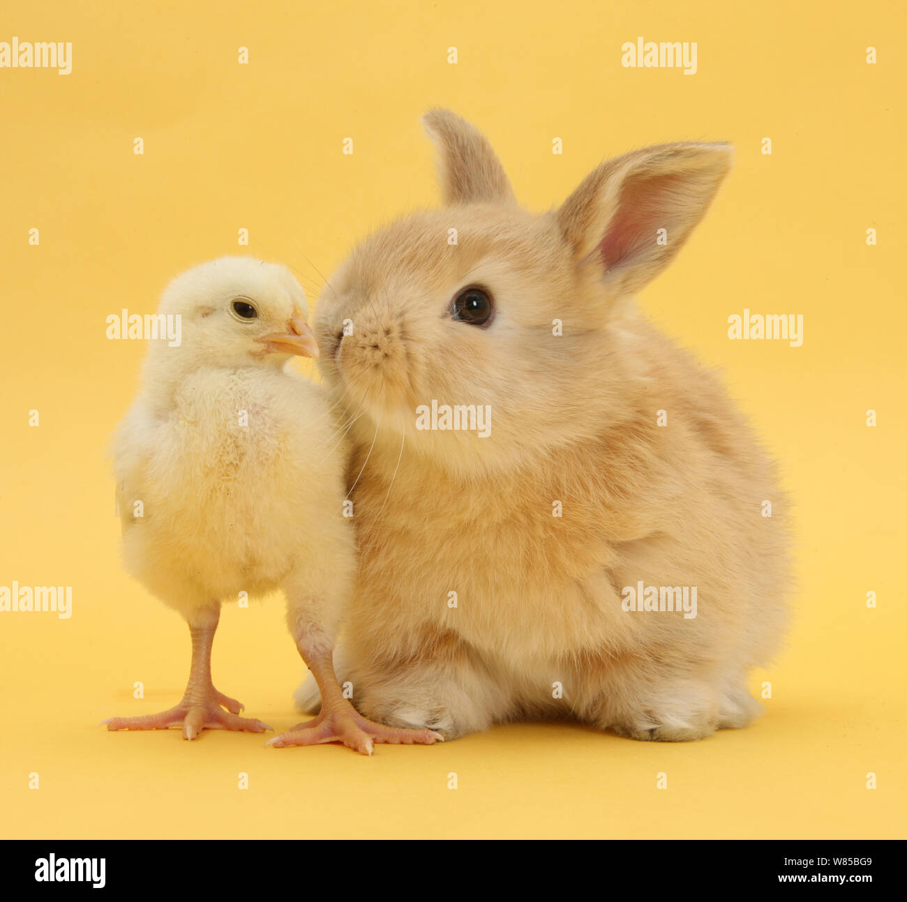 Carino il coniglio di sabbia e bantam pulcino su sfondo giallo. Foto Stock