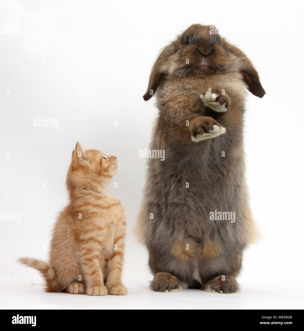 Lo zenzero gattino e Lionhead-Lop coniglio, Dibdab, contro uno sfondo bianco Foto Stock