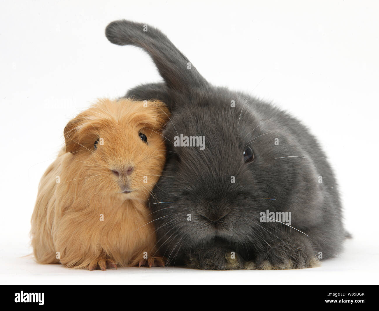 Lo zenzero cavia e blu-grigio floppy-eared rabbit snuggling insieme contro uno sfondo bianco Foto Stock