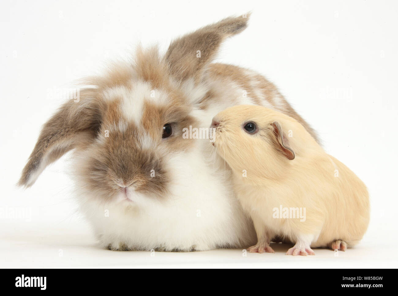 Marrone-e-coniglio bianco e giallo baby cavia, contro uno sfondo bianco Foto Stock